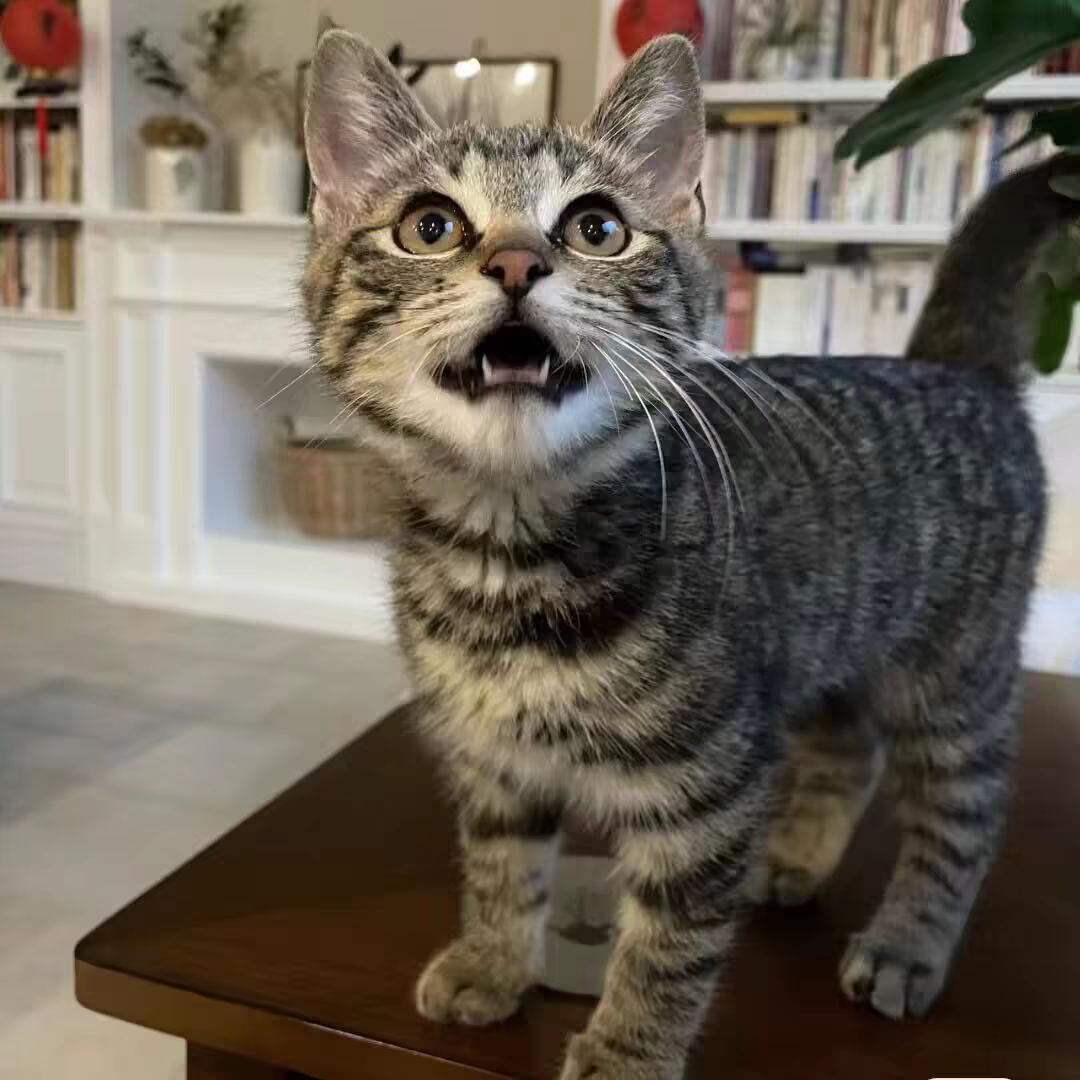 活物中华田园猫猫咪幼崽小奶猫橘猫橘白狸猫黑猫猫咪真猫宠物猫咪